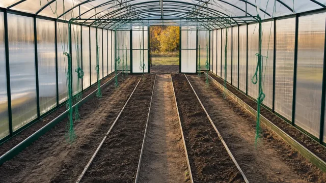Как убрать старые кусты огурцов из теплицы без заражения грунта