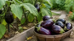 Когда убирать баклажаны и как сохранить урожай перед холодами