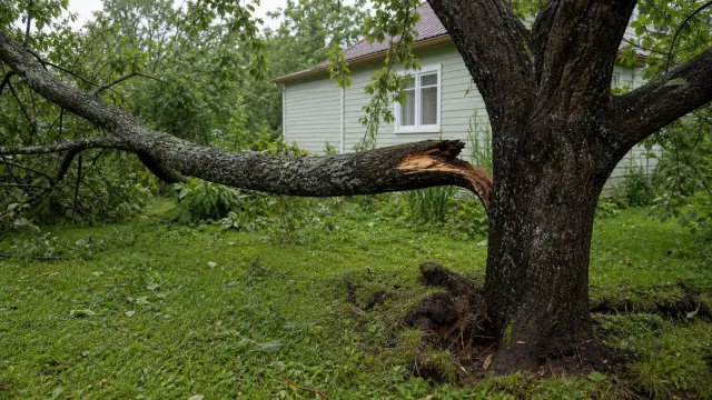 Как понять, что дерево на участке стало опасным после шквала